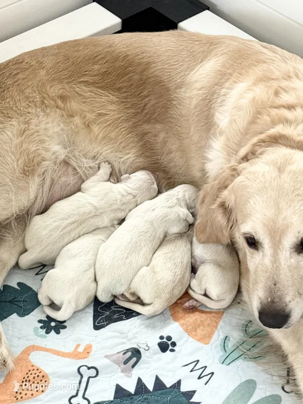 2nd male pick parents AkC/OFA/Health tested