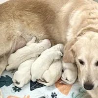 Last male pick parents AkC/OFA/Health tested, a male English Cream Golden Retriever for sale in Tampa, FL – Photo 1 of 2