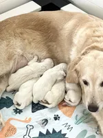 2nd male pick parents AkC/OFA/Health tested, a male English Cream Golden Retriever for sale in Tampa, FL – Photo 1 of 2