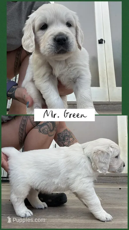 Mr. Green AKC parents/OFA/Health tested – English Cream Golden Retriever puppy for sale in Tampa, FL