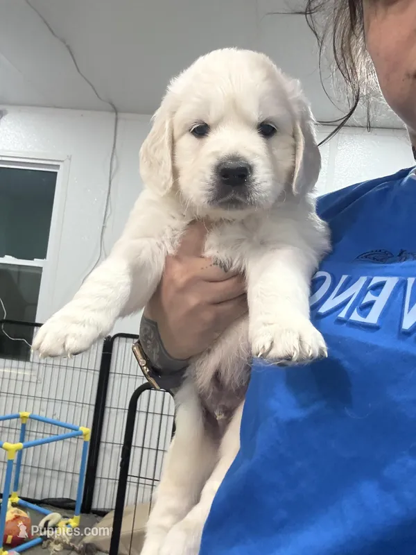 Mr. Green AKC parents/OFA/Health tested – English Cream Golden Retriever puppy for sale in Tampa, FL