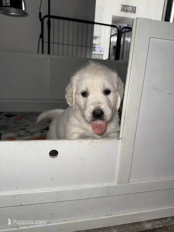 1st female pick parents AKC/OFA/Genetic tested, a female English Cream Golden Retriever for sale in Tampa, FL – Photo 1 of 2