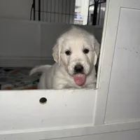 Miss. Pink parents AKC/OFA/Health tested, a female English Cream Golden Retriever for sale in Tampa, FL – Photo 1 of 3