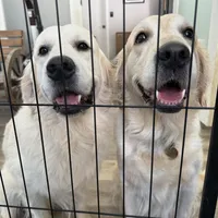 Miss. Pink parents AKC/OFA/Health tested, a female English Cream Golden Retriever for sale in Tampa, FL – Photo 2 of 3