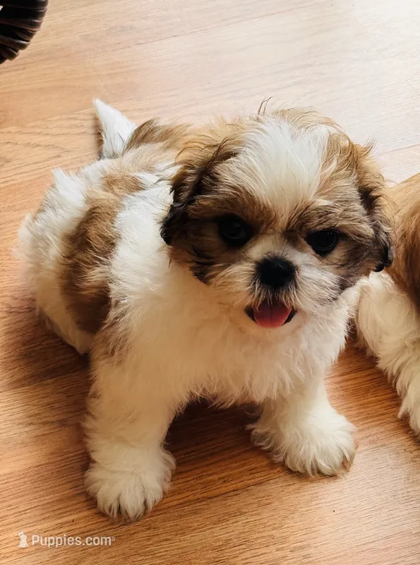 None – Shih Tzu puppy for sale in Orlando, FL