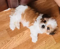 Rubia, a female Shih Tzu for sale in Orlando, FL – 3 of 3