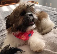 Azúcar ), a female Shih Tzu for sale in Orlando, FL – 2 of 5