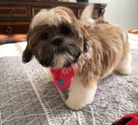 Azúcar ), a female Shih Tzu for sale in Orlando, FL – 1 of 5