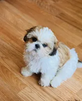 Female 1 , a female Shih Tzu for sale in Orlando, FL – 1 of 1