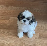 Panda , a female Shih Tzu for sale in Orlando, FL – 3 of 3