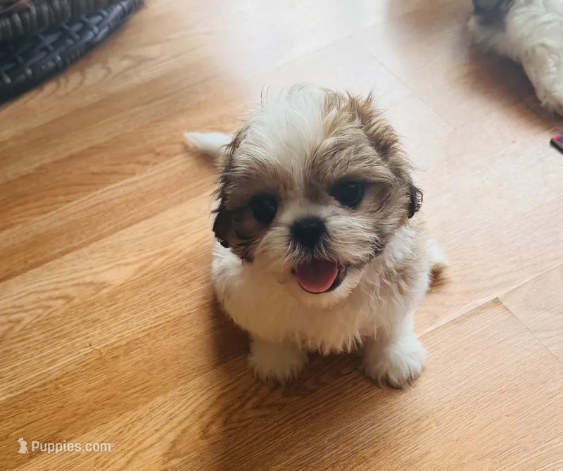 Gold – Shih Tzu puppy for sale in Orlando, FL
