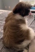 Azúcar ), a female Shih Tzu for sale in Orlando, FL – 3 of 5