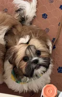 Azúcar ), a female Shih Tzu for sale in Orlando, FL – 4 of 5