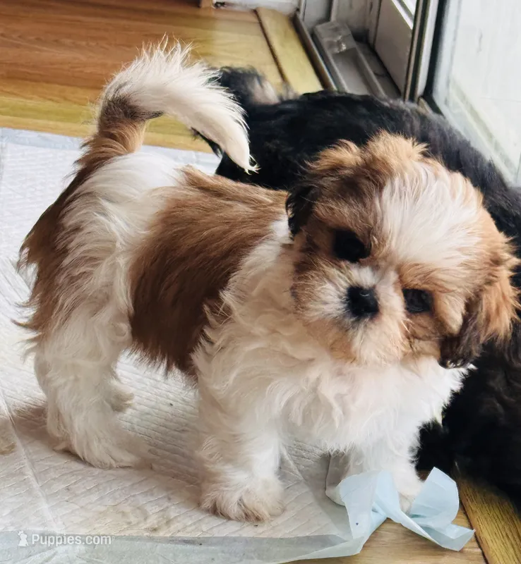 None – Shih Tzu puppy for sale in Orlando, FL