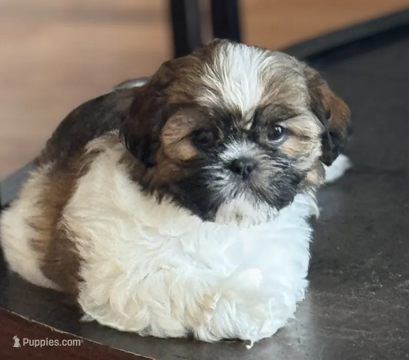 Female 5 – Shih Tzu puppy for sale in Orlando, FL