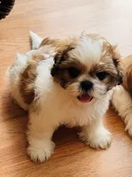 Gold, a male Shih Tzu for sale in Orlando, FL – 2 of 2