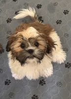 Honey), a male Shih Tzu for sale in Orlando, FL – 3 of 3