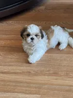 Rubia, a female Shih Tzu for sale in Orlando, FL – 2 of 3