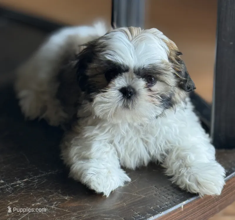 Female2 – Shih Tzu puppy for sale in Orlando, FL
