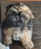 Moca, a male Shih Tzu for sale in Orlando, FL – 2 of 2