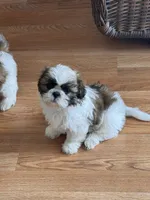 Panda , a female Shih Tzu for sale in Orlando, FL – 3 of 3