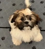 Honey), a male Shih Tzu for sale in Orlando, FL – 2 of 3