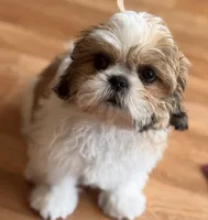 CKC Boy, a male Shih Tzu for sale in Orlando, FL – 1 of 1