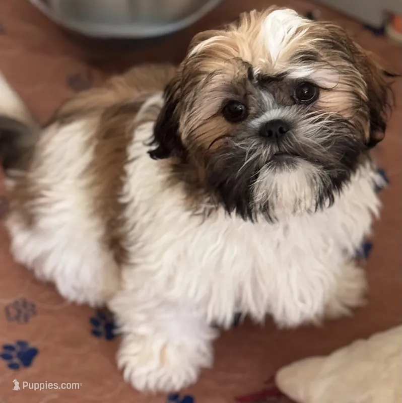 Bao(treasure) – Shih Tzu puppy for sale in Orlando, FL