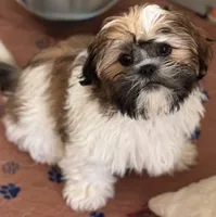 Bao(treasure), a male Shih Tzu for sale in Orlando, FL – 1 of 1