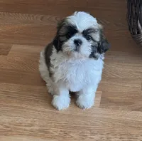 Panda , a female Shih Tzu for sale in Orlando, FL – 1 of 3