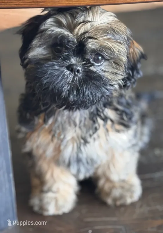 Moca – Shih Tzu puppy for sale in Orlando, FL