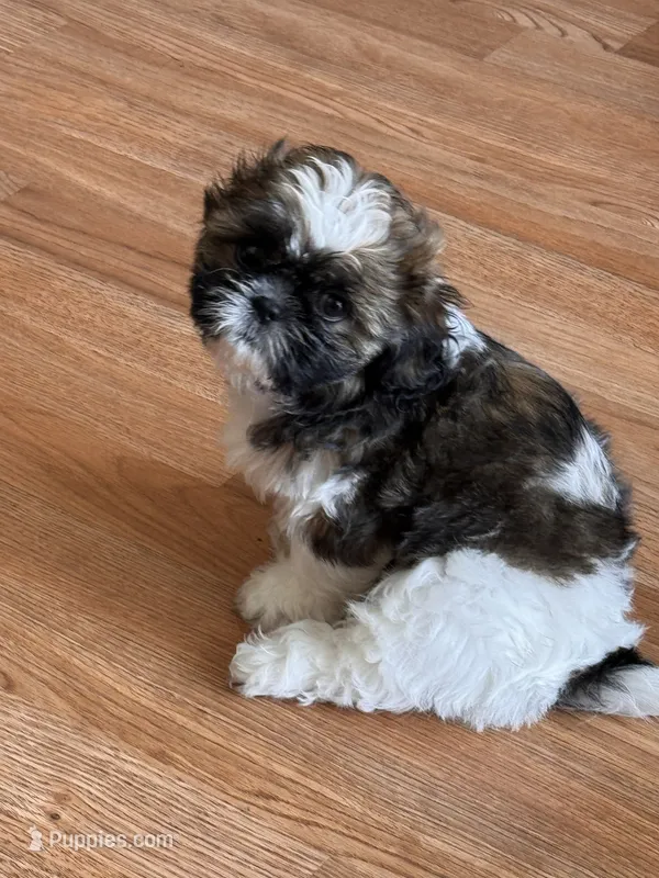  Cookie – Shih Tzu puppy for sale in Orlando, FL