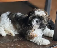  Female3, a female Shih Tzu for sale in Orlando, FL – 2 of 2