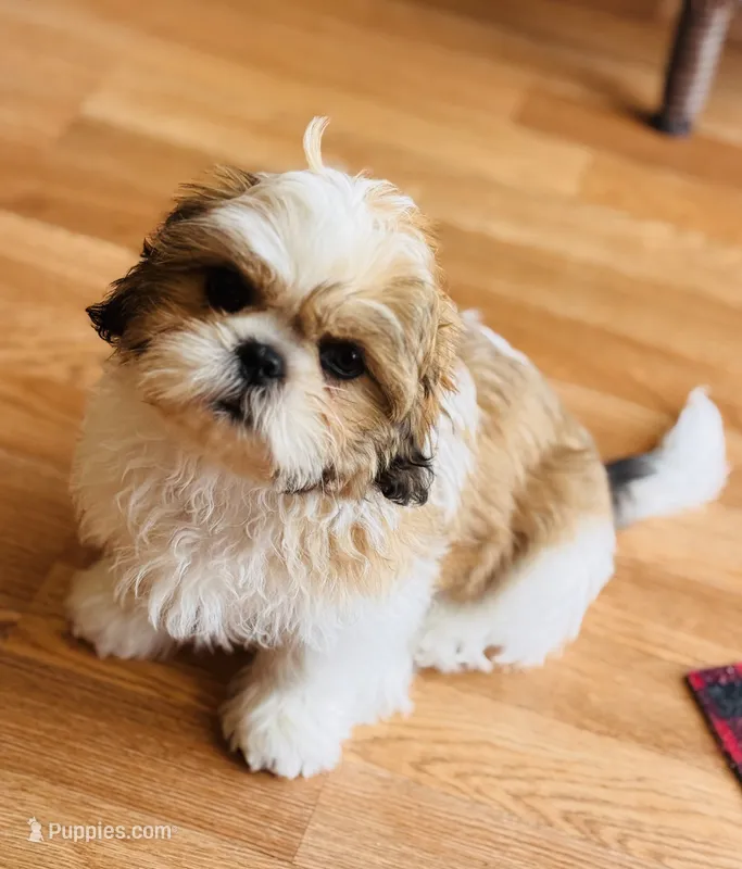 Boy – Shih Tzu puppy for sale in Orlando, FL