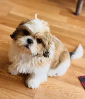 Boy, a male Shih Tzu for sale in Orlando, FL – 1 of 1