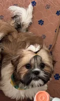Azúcar ), a female Shih Tzu for sale in Orlando, FL – 5 of 5