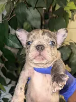 Benji, a male French Bulldog for sale in Rochester, NY – 3 of 5