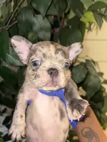 Benji, a male French Bulldog for sale in Rochester, NY – 4 of 5
