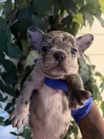 Benji, a male French Bulldog for sale in Rochester, NY – 2 of 5