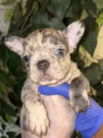 Benji, a male French Bulldog for sale in Rochester, NY – 5 of 5