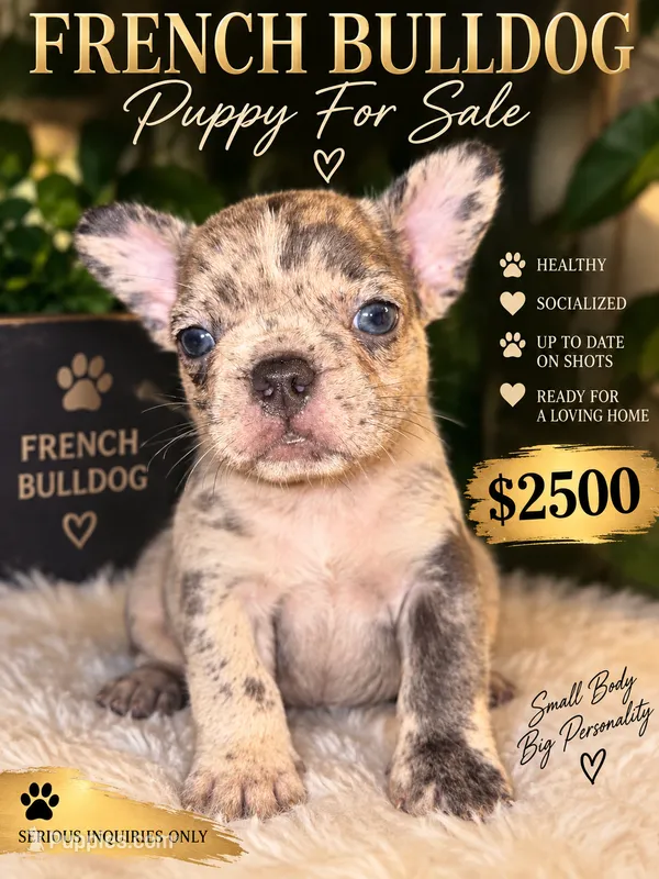 Benji – French Bulldog puppy for sale in Rochester, NY