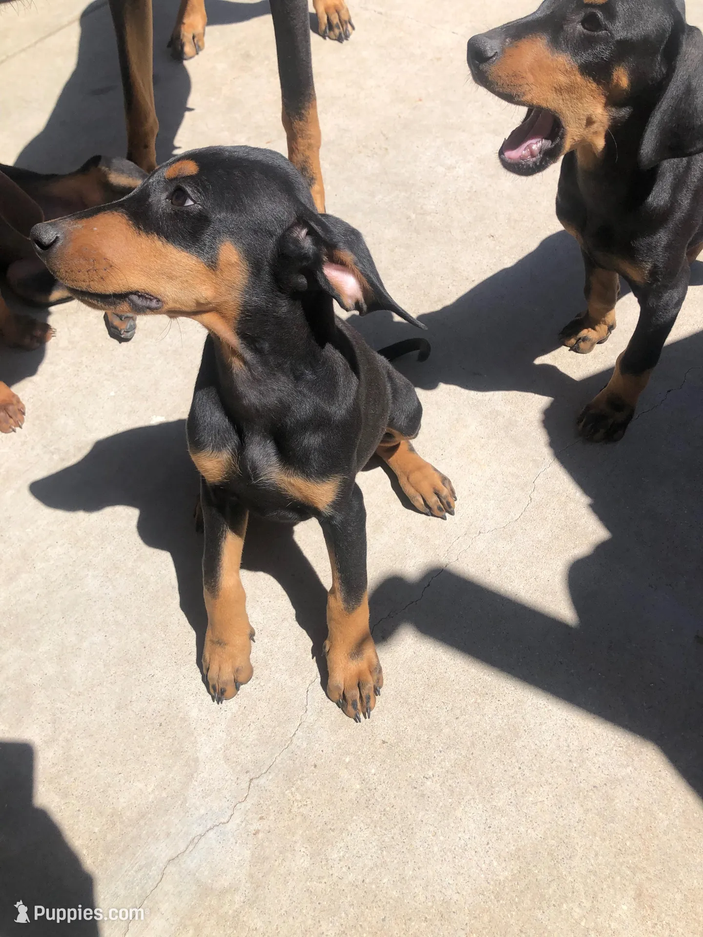 Lulu, a female Doberman Pinscher for sale in Barstow, CA – Photo 3 of 4