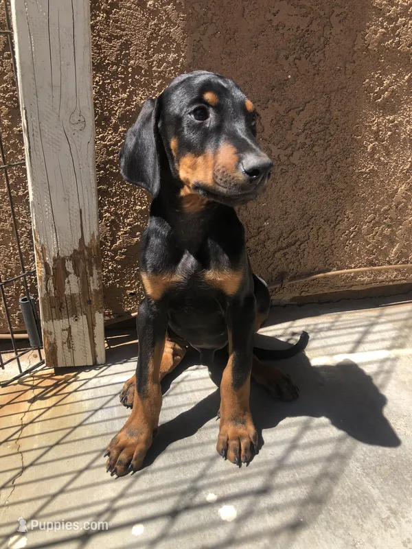 Rover  – Doberman Pinscher puppy for sale in Barstow, CA