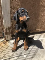 Rover , a male Doberman Pinscher for sale in Barstow, CA – Photo 1 of 4