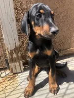 Rover , a male Doberman Pinscher for sale in Barstow, CA – Photo 4 of 4