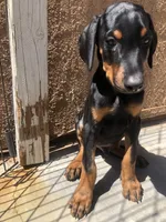 Rover , a male Doberman Pinscher for sale in Barstow, CA – Photo 2 of 4