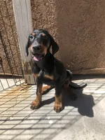 Rover , a male Doberman Pinscher for sale in Barstow, CA – Photo 3 of 4