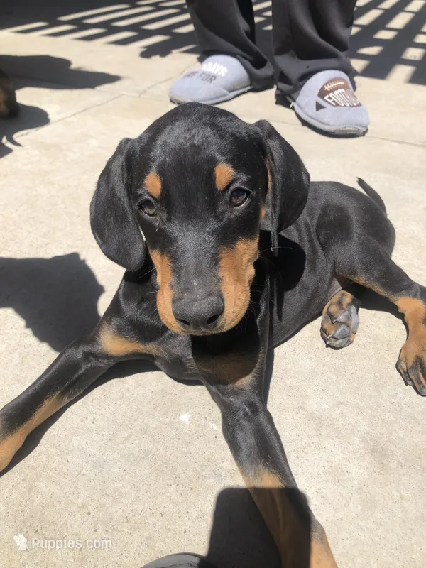 Luna – Doberman Pinscher puppy for sale in Barstow, CA