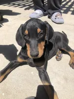 Luna, a female Doberman Pinscher for sale in Barstow, CA – Photo 1 of 3