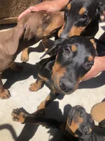 Luna, a female Doberman Pinscher for sale in Barstow, CA – Photo 2 of 3